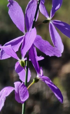 Heliophila juncea flowers blue to blue purple